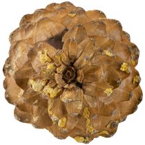 Artikel Zucker-Kiefer Zapfen Natur 20-25cm