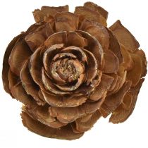 Artikel Zapfen von Zeder geschnitten als Rose Cedarrose 4-6cm natur 50 St