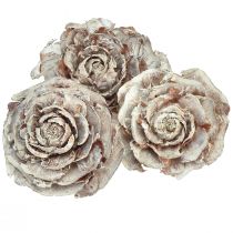Artikel Zeder Zapfen geschnitten wie Rose Cedarrose 4-6cm weiß/natur 50 St