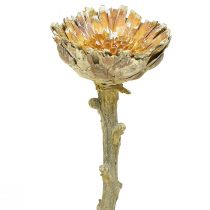 Artikel Compacta Rosette Proteen Grün gefrostet Ø4-5,5cm 20 St