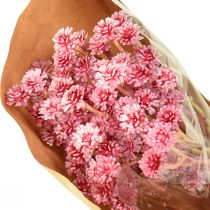 Artikel Currykraut Immortelle Künstlich Pink L28cm 12 St 1 Bund