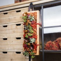 Artikel Deko Moos Rot Siena Naturmoos zum Basteln Getrocknet, gefärbt 500g