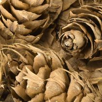 Artikel Douglas Zapfen 1,3kg