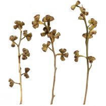 Artikel Eukalyptuszweige Natur Deko Exoten Eukalyptus 20-30cm 25 St