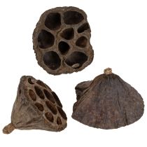 Artikel Lotos Kolben klein 100 St. Natur