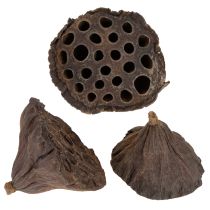 Artikel Lotos Kolben mittel 100 St Natur