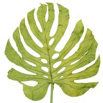 Artikel Monstera Blätter getrocknet Deko Fensterblatt H50cm 5 St