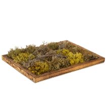 Artikel Moosbild Echtes Moos Bild mit Rahmen Konserviert 40×30cm
