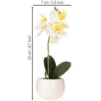 Artikel Künstliche Orchideen im Topf Weiß Mini Orchideen Ø7cm H22cm