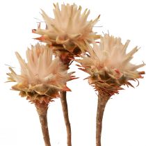 Artikel Leucospermum Plumosum Silberbaum Blüten Hell 25 St