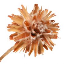 Artikel Leucospermum Plumosum Silberbaum Blüten Hell 25 St