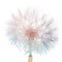 Artikel Pusteblume Deko Trockenblume stabilisiert und gefärbt Filigran langlebig 12cm 4St