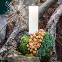 Artikel Salignum hell 4-6 Blüten am Zweig Leucadendron 100 St