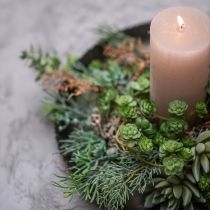 Artikel Sukkulente Echeveria 17cm Grau 3 St