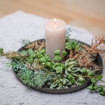 Artikel Sukkulente Echeveria Ø6,5cm L11cm 6 St