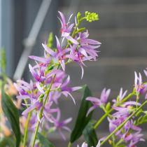 Artikel Triteleia Kunstblume für elegante Blumendeko in Wohnräumen 110cm 2St