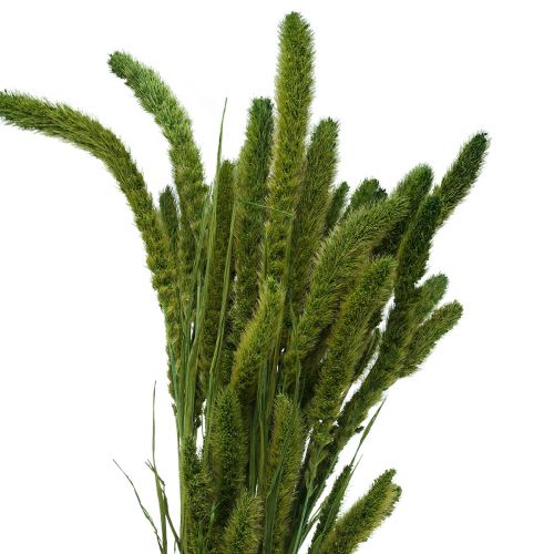 Floristik24 Trockenblumen, Setaria Pumila, Borstenhirse Grün 75cm 170g
