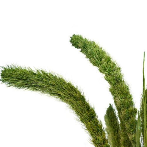 Artikel Trockenblumen, Setaria Pumila, Borstenhirse Grün 75cm 170g