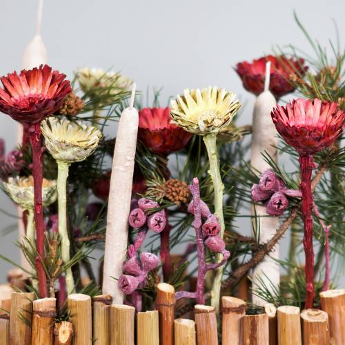 Artikel Compacta Rosette rot 40 St