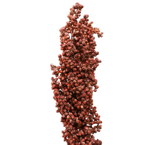 Artikel Trockenblumen Sorghum Hirse Orange Trockenfloristik 70cm 3St
