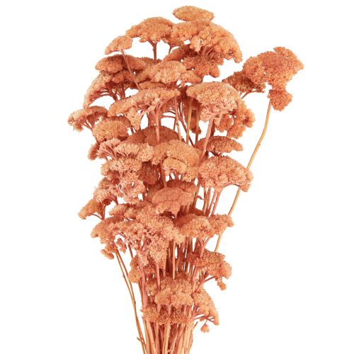 Floristik24 Achillea Schafgarbe getrocknet Wiesenblumen Lachs 40-50cm 80g