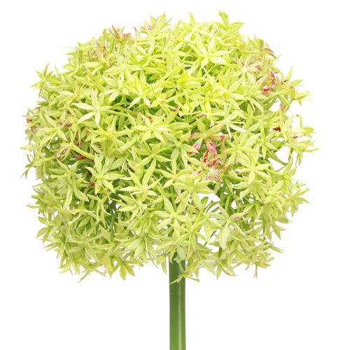 Artikel Allium grüne Blüte Künstlicher Zierlauch Ø18cm 90cm