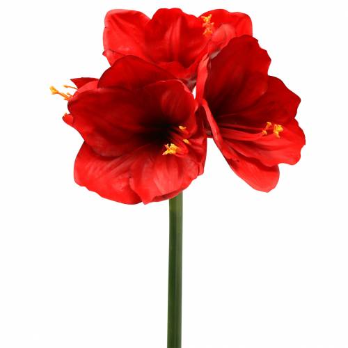 Artikel Amaryllis Rot 75cm
