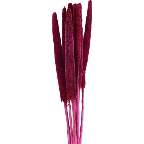 Floristik24 Perlhirse, Schilfkolben Babala, Kolbenhirse Pink 70cm 10 St