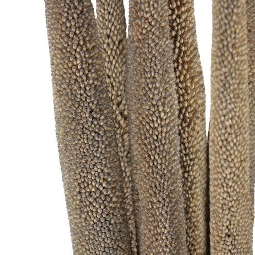 Artikel Perlhirse, Schilfkolben Babala, Kolbenhirse Grün 70cm 10 St