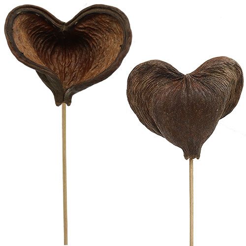 Artikel Badam am Stiel Natur 6cm - 12cm 23 St