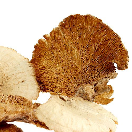 Artikel Baumschwamm gebleicht 1kg