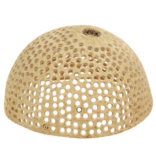 Artikel Trockenfrüchte Bell Cup Natur Trauerdeko 8,5-11cm 10 St