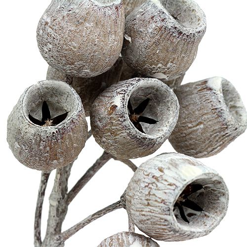 Artikel Bellgum Zweig mit 5-7 Früchten Weiß gewaschen 20 St