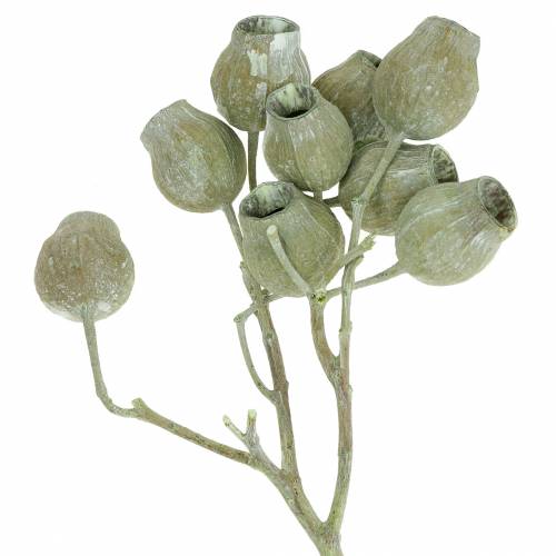 Artikel Bellgum Zweig 5cm - 7cm Grün gefrostet 20 St