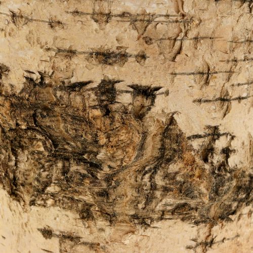 Artikel Birkentopf Übertopf aus Rinde mit Folie Ø15cm H13cm 3St