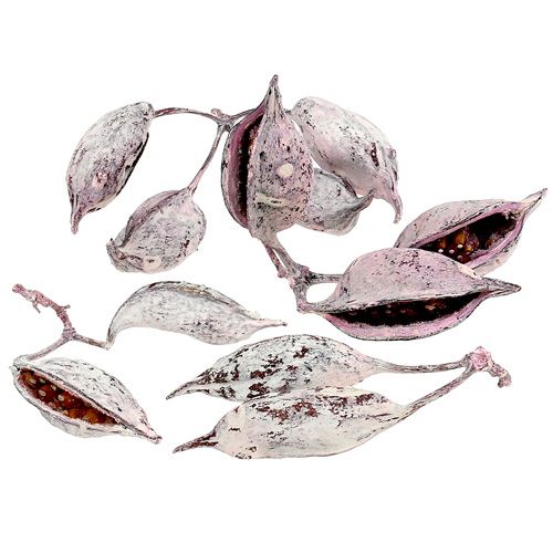 Brachyciton brombeer gefrostet 500g