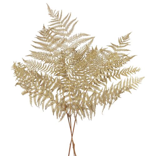 Floristik24 Trockenblumen Deko Farn getrocknet Farnblätter 70cm 10 St