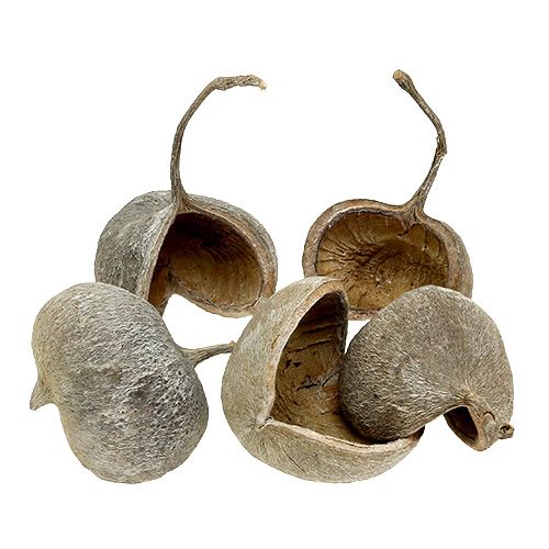 Artikel Buddha Nuts 8-10cm Weiß gewaschen 10 St