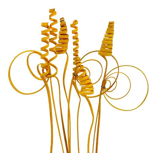 Floristik24 Cane Sortiment mini goldgelb 75 St