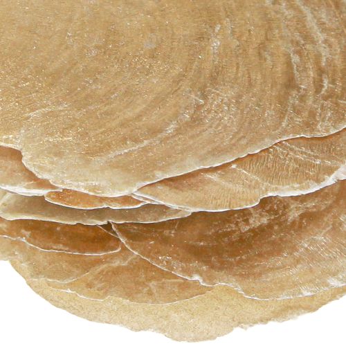 Artikel Capiz Scheiben in Natur Gold Muschel Schalen 60 St