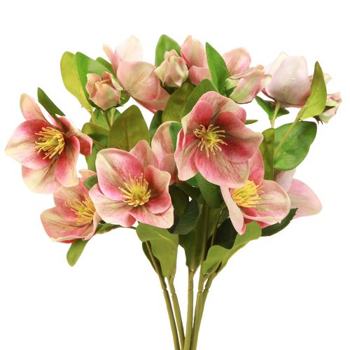 Eleganter Strauß Rosa Christrosen – 35 cm 6 St.