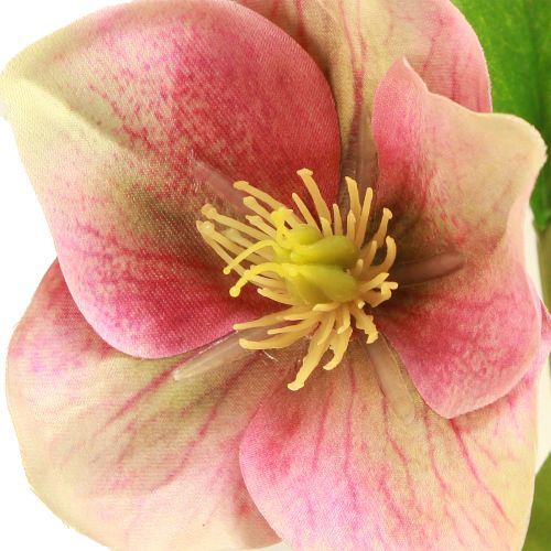 Artikel Eleganter Strauß Rosa Christrosen – 35 cm 6 St.