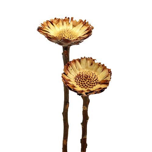 Floristik24 Compacta Rosette Hell 50 St