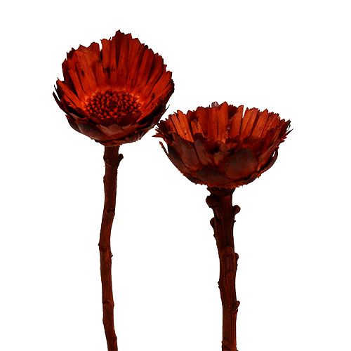 Artikel Compacta Rosette orange 40 St