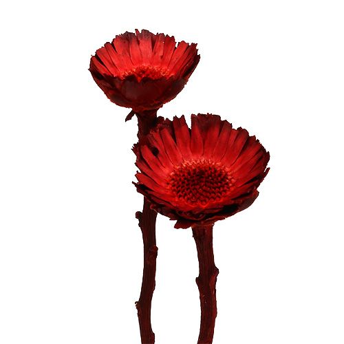 Floristik24 Compacta Rosette rot 40 St