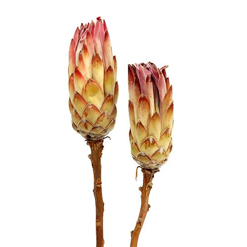 Artikel Compacta Pink 25 St