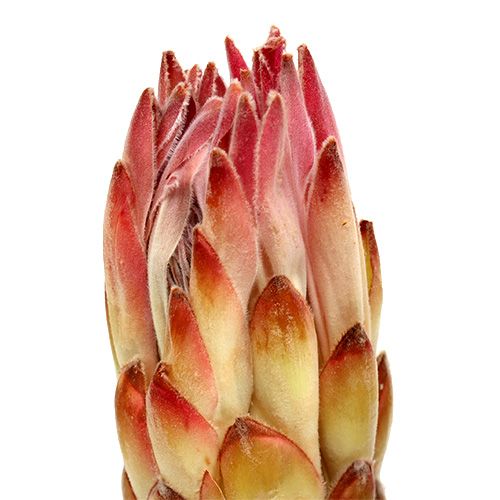 Artikel Compacta Pink 25 St