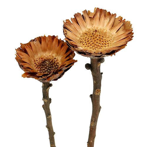 Artikel Compacta Rosette 100 St