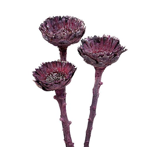 Artikel Compacta Rosette Brombeer gefrostet 20 St