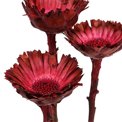 Artikel Compacta Rosette Erika  40 St